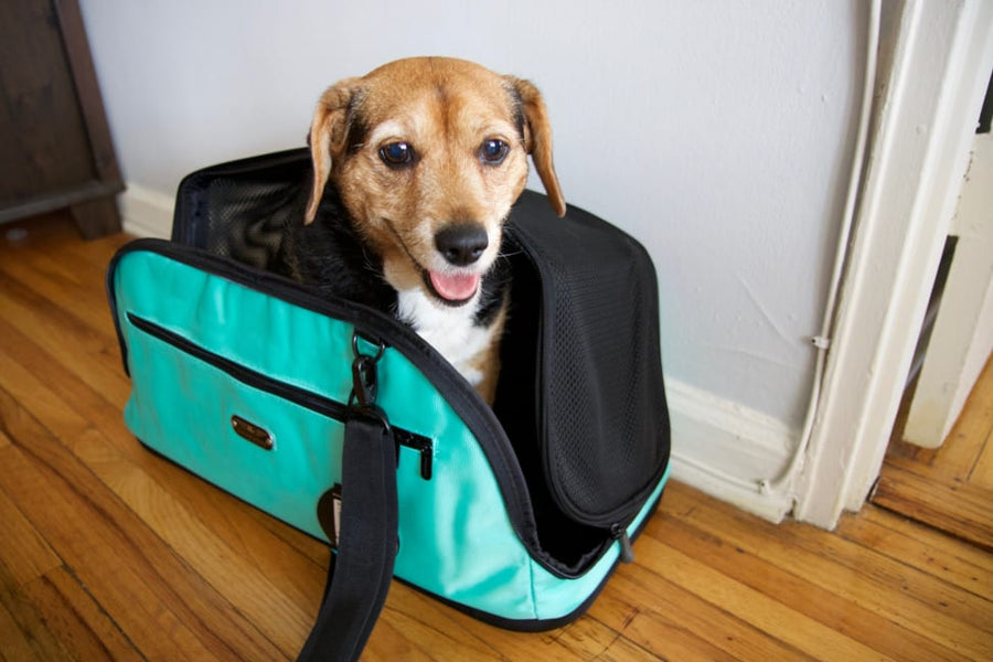 The Best Pet Carriers of 2021