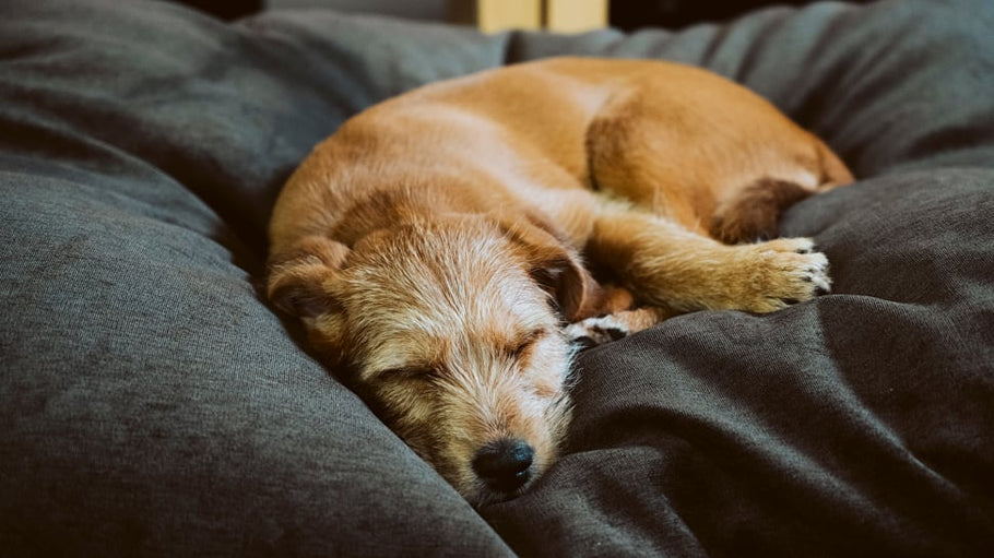 The Best Dog Beds of 2022