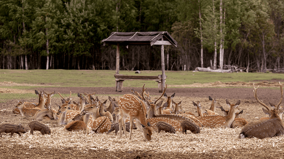 How to Start Deer Farming for Meat