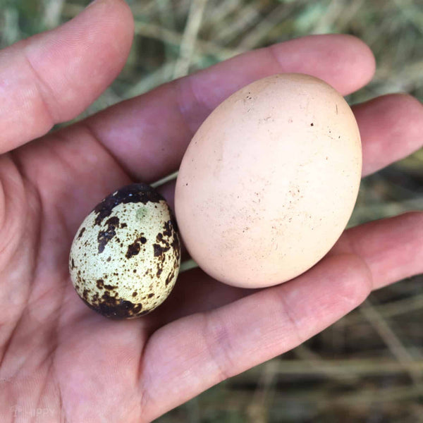 Quail Eggs vs Chicken Eggs: Are Quail Eggs Better?